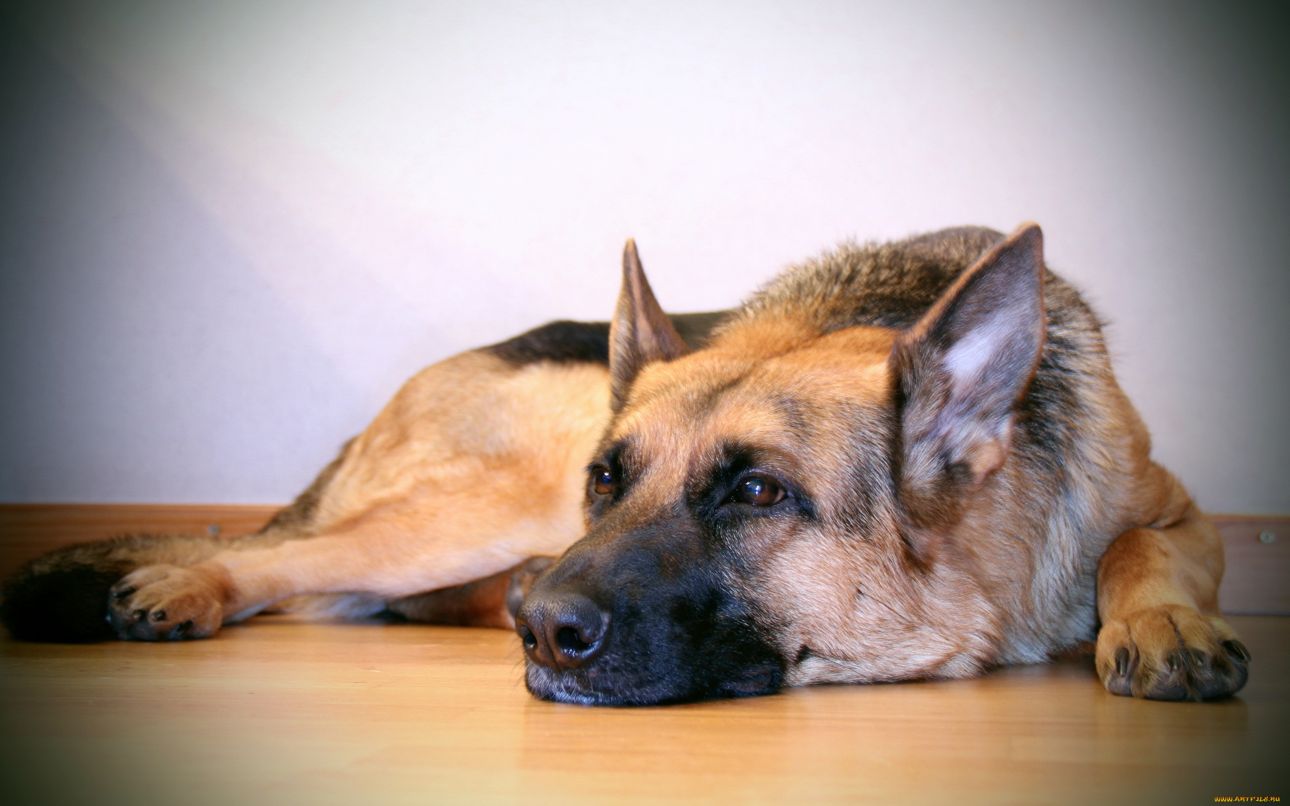 , , dog, german, shepherd